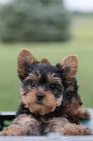 Jackson, a male Yorkshire Terrier for sale in Mifflintown, PA – 6 of 7