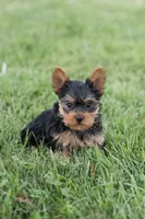 Jasper, a male Yorkshire Terrier for sale in Mifflintown, PA – 6 of 6