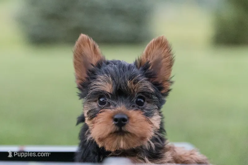 Jasper – Yorkshire Terrier puppy for sale in Mifflintown, PA