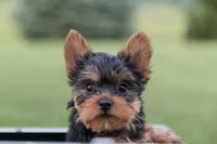 Jasper, a male Yorkshire Terrier for sale in Mifflintown, PA – 1 of 6