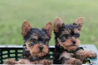 Jasper, a male Yorkshire Terrier for sale in Mifflintown, PA – 3 of 6