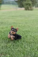 Jasper, a male Yorkshire Terrier for sale in Mifflintown, PA – 5 of 6