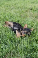 Jackson, a male Yorkshire Terrier for sale in Mifflintown, PA – 3 of 7