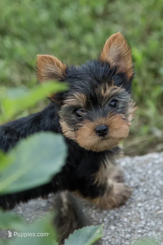Jackson – Yorkshire Terrier puppy for sale in Mifflintown, PA