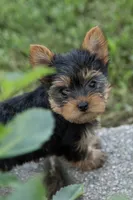 Jackson, a male Yorkshire Terrier for sale in Mifflintown, PA – 1 of 7