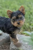 Jackson, a male Yorkshire Terrier for sale in Mifflintown, PA – 7 of 7