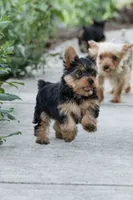 Jasper, a male Yorkshire Terrier for sale in Mifflintown, PA – 4 of 6