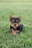 Jackson, a male Yorkshire Terrier for sale in Mifflintown, PA – 4 of 7