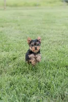 Jackson, a male Yorkshire Terrier for sale in Mifflintown, PA – 2 of 7