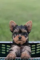 Jackson, a male Yorkshire Terrier for sale in Mifflintown, PA – 5 of 7
