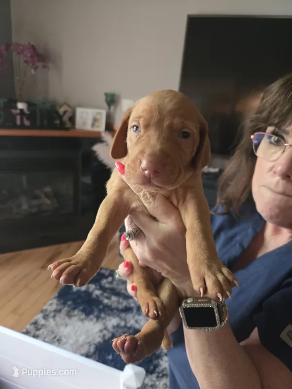 Talking blues boy – Vizsla puppy for sale in Pinckney, MI