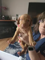 Talking blues boy, a male Vizsla for sale in Pinckney, MI – 1 of 1