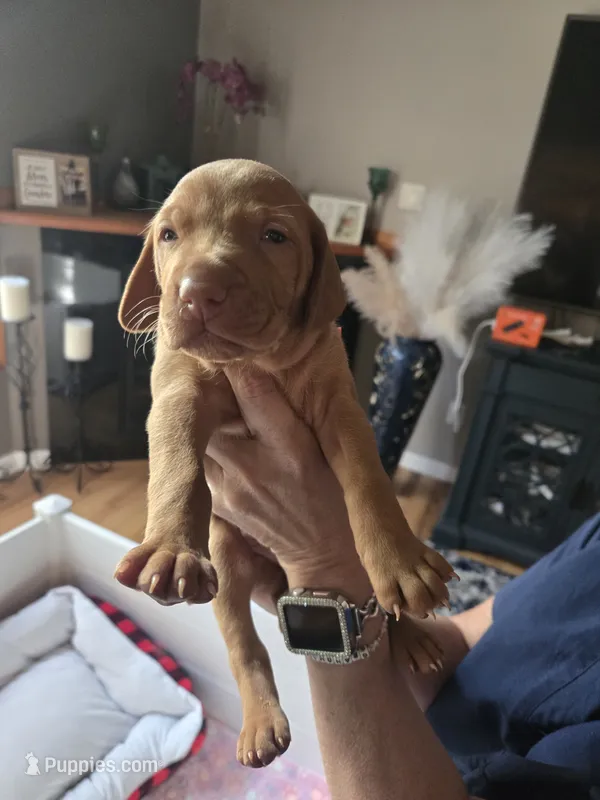 Harlees girl – Vizsla puppy for sale in Pinckney, MI