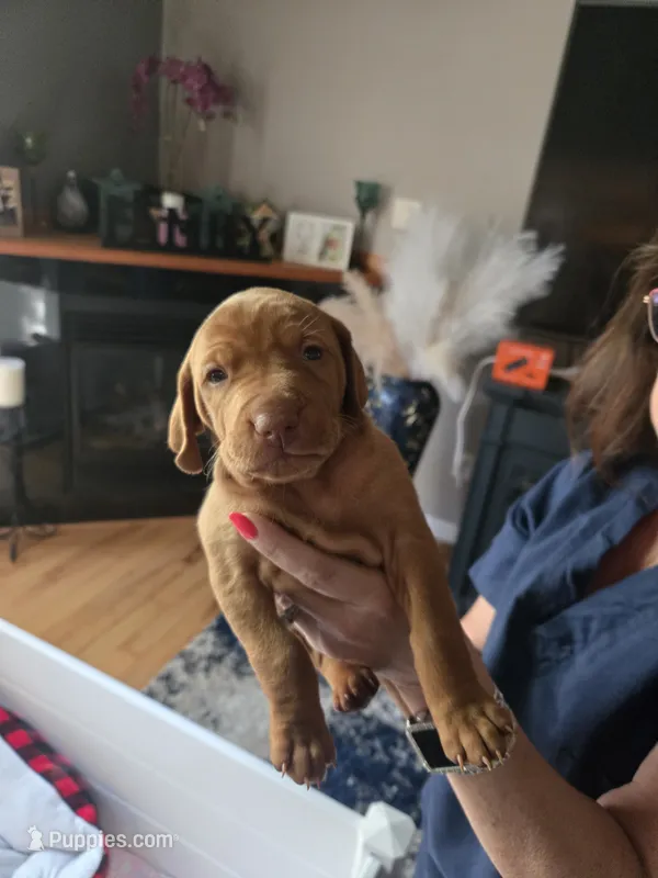 Blues boy – Vizsla puppy for sale in Pinckney, MI