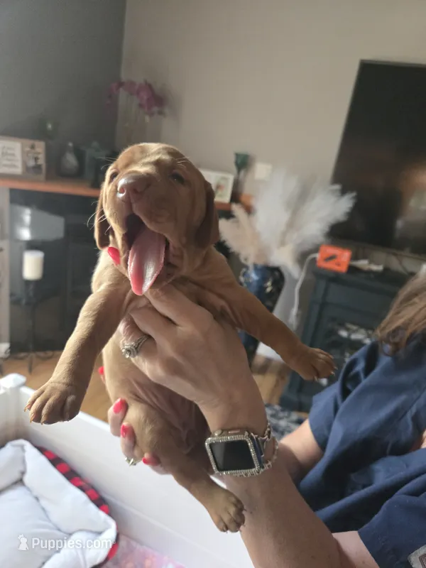 Gabby girl – Vizsla puppy for sale in Pinckney, MI