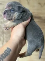 Godzilla , a male American Bully for sale in Rockford, IL – 6 of 8