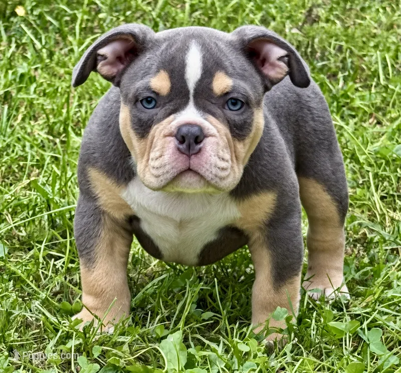 BEAST BOY – American Bully puppy for sale in Rockford, IL