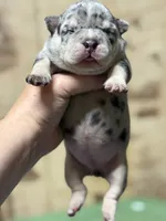 Cash Queen, a female American Bully for sale in Rockford, IL – 3 of 6