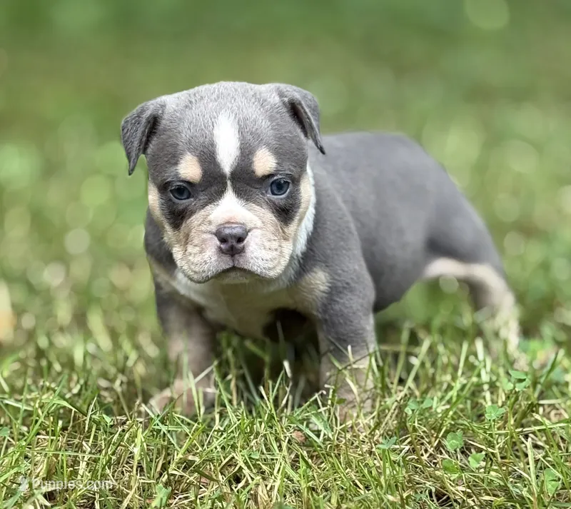 Male 2 – American Bully puppy for sale in Rockford, IL