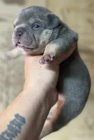 Godzilla , a male American Bully for sale in Rockford, IL – 3 of 8