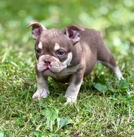 MISFIT, a female American Bully for sale in Rockford, IL – 3 of 4