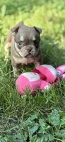 Misfit, a female American Bully for sale in Rockford, IL – 1 of 2