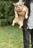 Golden Girl , a female American Bully for sale in Rockford, IL – 4 of 4