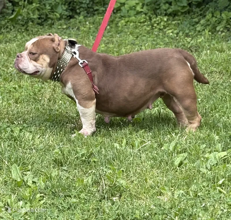 Chocolina  – American Bully puppy for sale in Rockford, IL