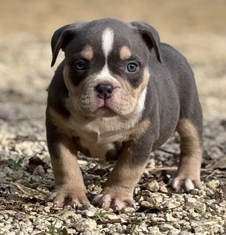 BEAST BOY – American Bully puppy for sale in Rockford, IL