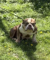 Chocolina , a female American Bully for sale in Rockford, IL – 2 of 4