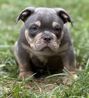Lil Man, a male American Bully for sale in Rockford, IL – 2 of 3