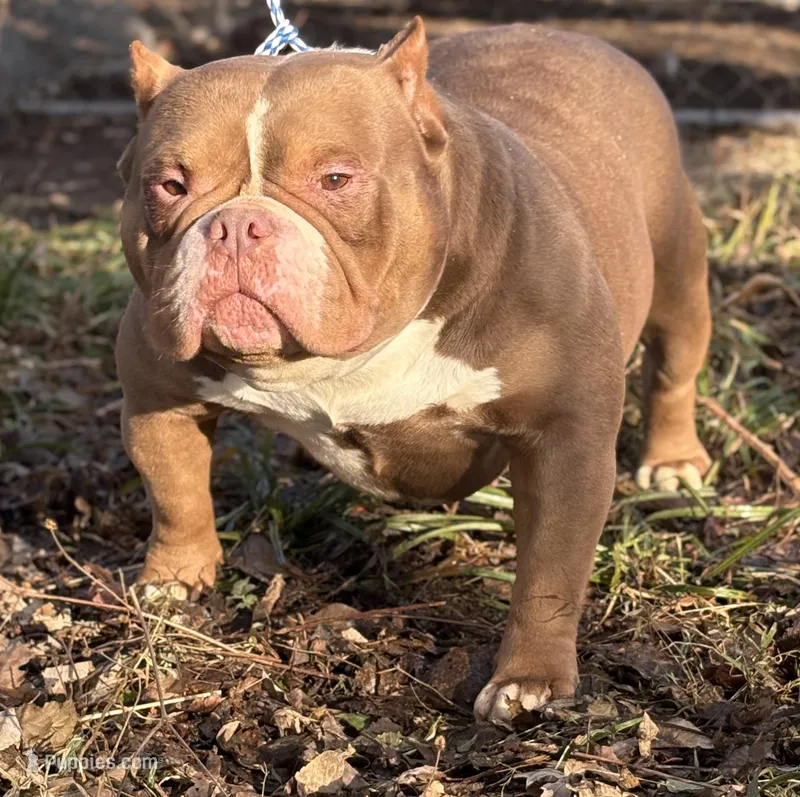 MAD MAX – American Bully puppy for sale in Rockford, IL