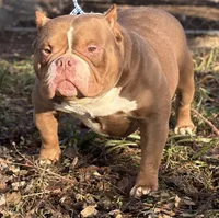 MAD MAX, a male American Bully for sale in Rockford, IL – Photo 1 of 3