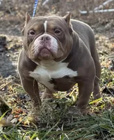 MAD MAX, a male American Bully for sale in Rockford, IL – Photo 3 of 3