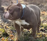 MAD MAX, a male American Bully for sale in Rockford, IL – Photo 2 of 3