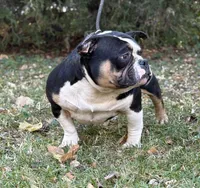 Gordo, a male American Bully for sale in Rockford, IL – Photo 3 of 3