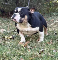 Gordo, a male American Bully for sale in Rockford, IL – Photo 1 of 3