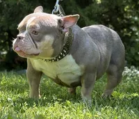GOLDEN GIRL , a female American Bully for sale in Rockford, IL – 2 of 8