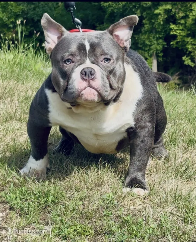 BLUE SONIC – American Bully puppy for sale in Rockford, IL