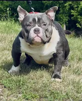 BLUE SONIC, a male American Bully for sale in Rockford, IL – Photo 1 of 3