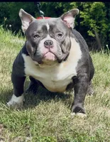 BLUE SONIC, a male American Bully for sale in Rockford, IL – Photo 3 of 3