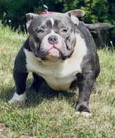 BLUE SONIC, a male American Bully for sale in Rockford, IL – Photo 2 of 3