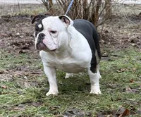 Princess , a male American Bully for sale in Rockford, IL – 5 of 5