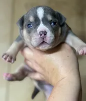 PUPPY2, a male American Bully for sale in Rockford, IL – 2 of 10