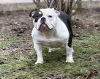 PRINCESSO, a male American Bully for sale in Rockford, IL – 3 of 4