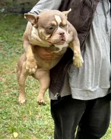 Golden girl , a female American Bully for sale in Rockford, IL – Photo 3 of 6
