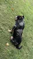MONEYMAN, a male American Bully for sale in Rockford, IL – Photo 2 of 5
