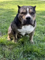 MONEYMAN, a male American Bully for sale in Rockford, IL – Photo 4 of 5