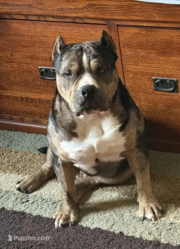 MONEYMAN – American Bully puppy for sale in Rockford, IL