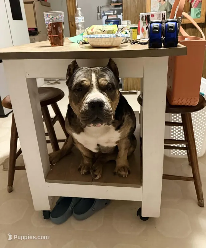 MONEYMAN – American Bully puppy for sale in Rockford, IL